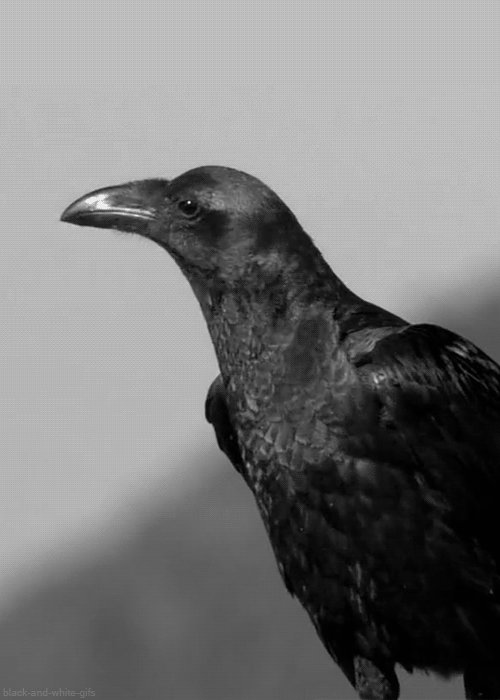 crow gif on Tumblr