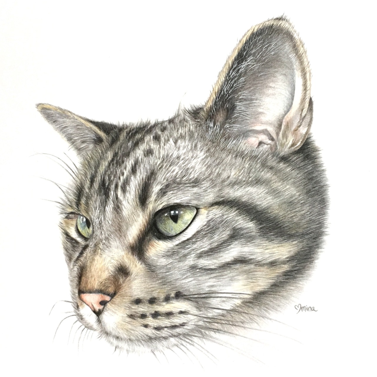 “Miri the Cat” by Mina Fordyce 100% of the proceeds from this custom colored pencil pet portrait were directly donated to Balanced Bullies Rescue & Rehabilitation in Monroe, WA. instagram.com/minafordyce facebook.com/minafordyceart