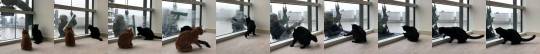 kestrel337:  obeechris:  cybergata:   rina_takei   “Why did it take you 10 minutes to clean 1 window?”“There was a cat.”  No but. This person is hanging from a harness several stories in the air, on what appears to be a chilly and/or windy day.