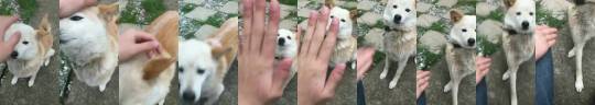 Sex babyanimalgifs:high five gone wrong pictures