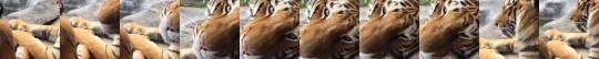 themightykaimonster: nana-41175: The most tender gaze.  Tiger slow-blink and hand-holding.