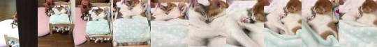 instagram: Today’s Weekly Fluff: Two Sleepy Kittens from Japan  To join in on nap