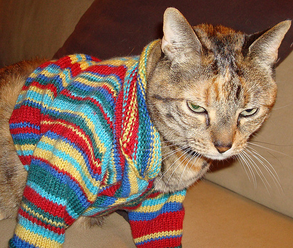 Generally, cats look like my grandmother when they wear sweaters.