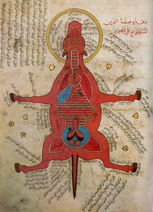Anatomy of a horse<br />From a 15th century AD Egyptian document at the University Library, Istanbul.<br />Found here.