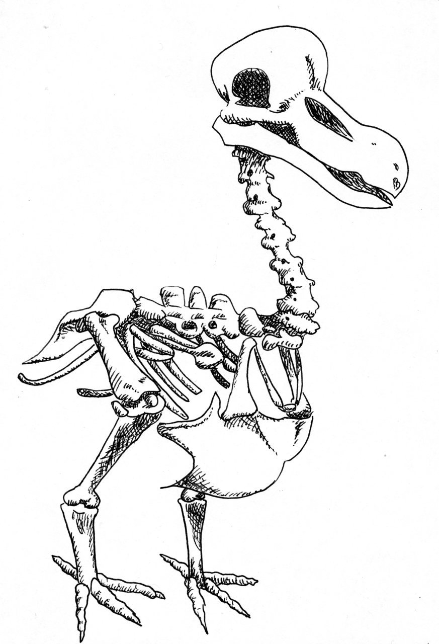 “Dodo Skeleton” by Austin Oliver 2010, ink My tumblr, come say hi. I post lots of sketches. :)