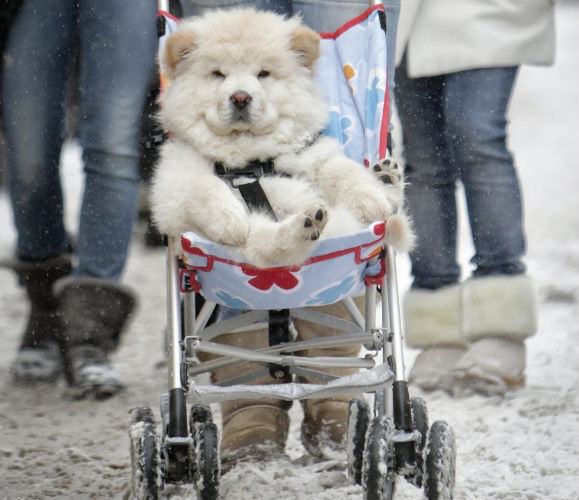 This may look like a baby polar bear, or a hairy older gentleman, but it’s actually a husky puppy… in a motherfucking stroller.
You rock on, pup.