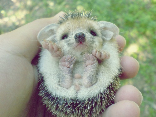 Hedgehog paws!!!