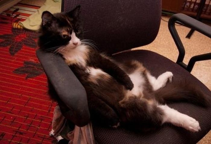 This is how I look when I sit at my desk and fume… FUME.
From Cats Chillin’.