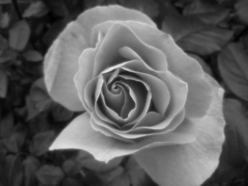 black and white flower on Tumblr
