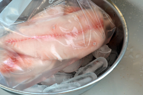 Boneless, skinless black cod fillets brining in a plastic bag set on ice.