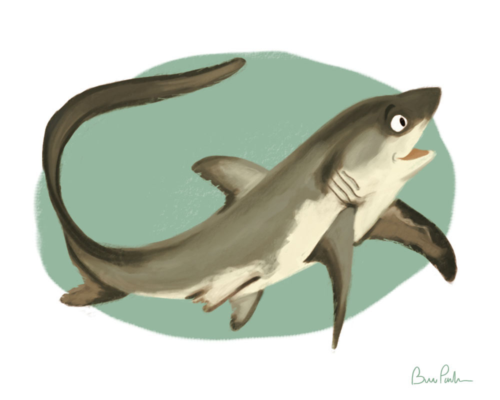 A pelagic thresher I did for Shark Week Tumblr deviantART