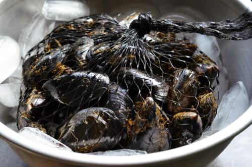 A bag of mussels sitting in a bowl of ice to keep cool.