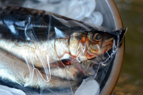 Raw sardines in a plastic Ziplock bag keeping cool in a bowl of ice.