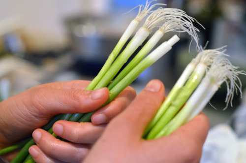 Someone holding stalks of green onions in both of their hands.