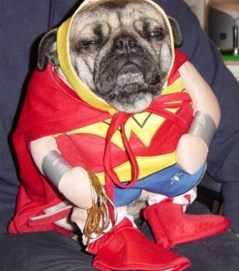 On Funny or Die now- 10 Pets Respond to Their Humiliating Halloween Costumes
Don’t say I never did anything for you.