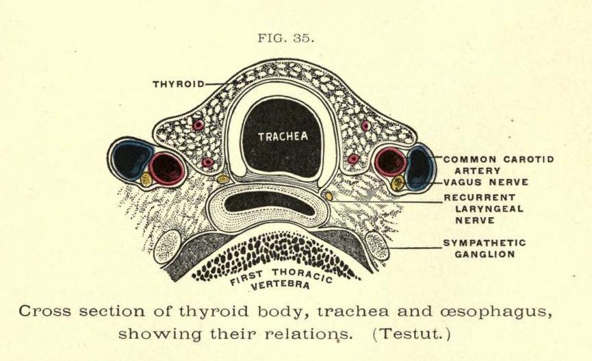 Throat Cross Section Diagrams 60