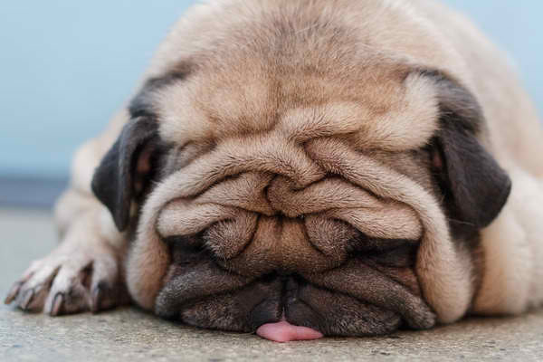 This will be me around 2 p.m. Pug face and all!