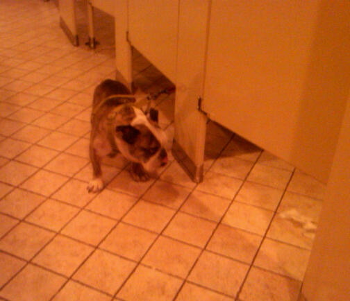 This was staring at me when I came into the bathroom.
I’m sorry… but I’m not sorry that this dog is such a fucking perv.
