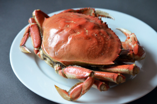 A whole cooked Dungeness crab on a plate.