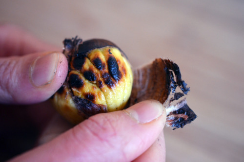Someone peeling the skin off of a roasted chestnut.