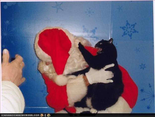 Cats hate Christmas.