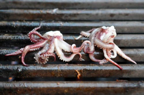 Tentacles of a squid being cooked on a grill for grilled calamari.