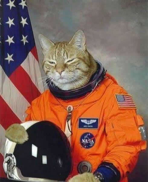 NASA’s Experiments with Cats
