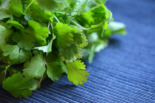 A bunch of cilantro on a towel.