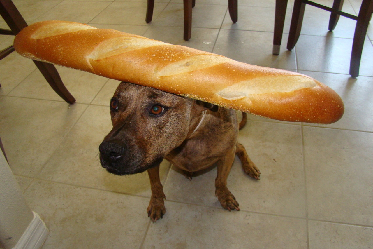 Image result for dog with baguette