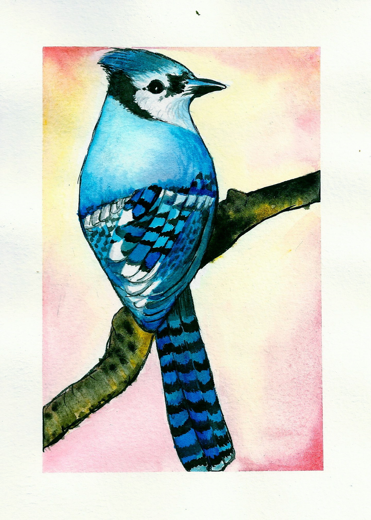 watercolor blue jay by nicolette cannavale