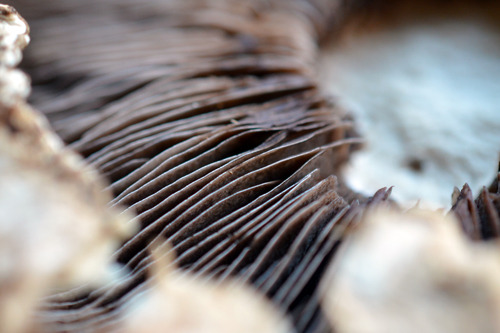 A closeup of the gills on the portobello mushroom.