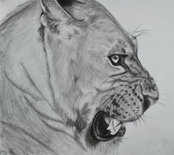Charcoal Lioness