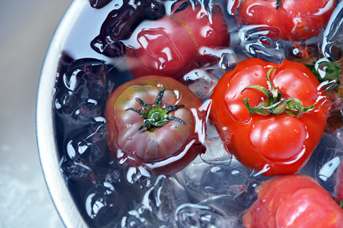 Tomatoes submerged in a bowl of ice water after being boiled for watermelon and tomato gazpacho.