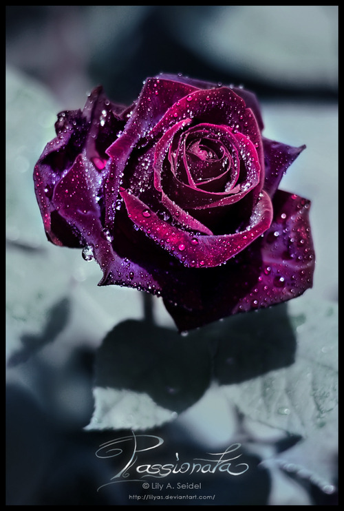 Purple roses on Tumblr