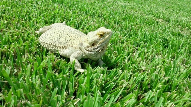 For those following the weight loss journey of George, the morbidly obese bearded dragon, here is a photo my Dad sent me today.
Behold, the lizard, “playing” in the grass. One step at a time, buddy.
