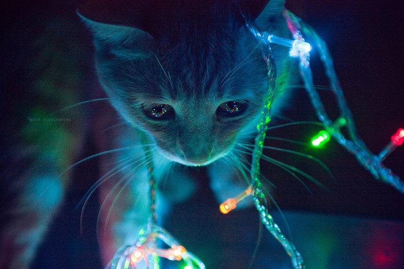 I really need to adopt a cat so I can tangle it up in Christmas lights.
