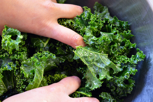 Use your hands to massage the avocado oil into the kale leaves. This will make your baked kale chips crispy in the oven!